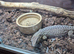 adult ackie monitor