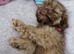 Stunning 12week old Female Shih-tzu
