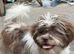 Shihtzu