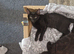 Kittens for rehoming