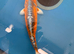 80CM KIN KIKOKURYU