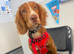 Cocker spaniel puppy
