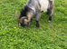 2 billy goats