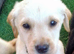Labrador puppys