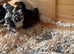 5 pekin bantam pullets