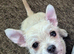 2 chihuahua/bichon frise puppies
