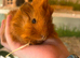 Peruvian, Sheltie & Alpaca baby boars