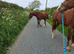 Chestnut 2yr old