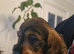 Standard wirehaired dachshund puppies
