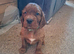 Kc registered Irish Setter puppy
