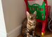 Beautiful Bengal x kittens