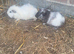 Pair of bonded texel cross guinea pig baby boars.