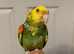 Tame Amazon yellow headed super talkative