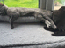 3 female mixed shorthair and Tabby.