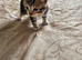 Mixed bengal club
