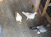 Beautiful Turkish Takla Pigeons – Pairs & Singles