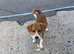 Beagle boy