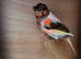 Harlequin canary