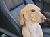 Stunning cream mini Dachshund stud boy