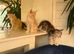France TICA bloodlines PURE Maine Coon Kittens. Delivery available!!