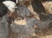 Speckled hens
