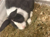 Two beautiful rabbits for sale
