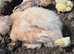 Serama & Silkies Mixed