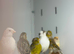 Canaries