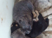 F1 Frenchchows (Frenchie x chow)
