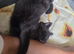 British-shorthair cross ragdoll