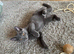 Beautiful kitten girl