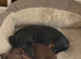 Ready to leave now miniature smooth coat dachshund