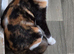 Calico girl