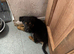German Shepherd puppies for sale