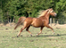 Blackertor scarlet