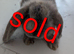 5 mix French lops & 1 100% French lop
