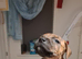 Staffy cross