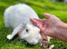 Mini lop female