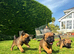 KC registered high quality Border Terriers