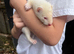 Baby ferrets ready now