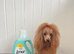 Miniature/Toy Red Goldendoodle dna clear