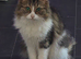 2 lovely cats for sale