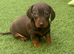 STOP SCROLLING! ADORABLE DACHSHUND PUPPIES AVAILABLE