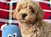 Beautiful Teddy Poochon Puppies Boys and Gitl