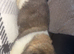 american akita pups