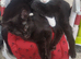 2 kittens
