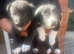 Border collie puppies