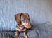 Two miniature dachshunds