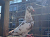 Meulman cock