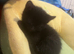 ️two beautiful tuxedo kittens available ️